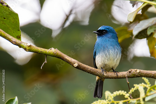 Nature wildlife image of beautiful bird rufous vented paradise flycatcher.