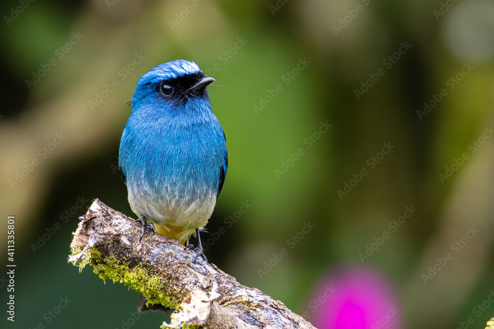 Nature wildlife image of beautiful bird rufous vented paradise flycatcher. Nature wildlife image of beautiful bird rufous vented paradise flycatcher.