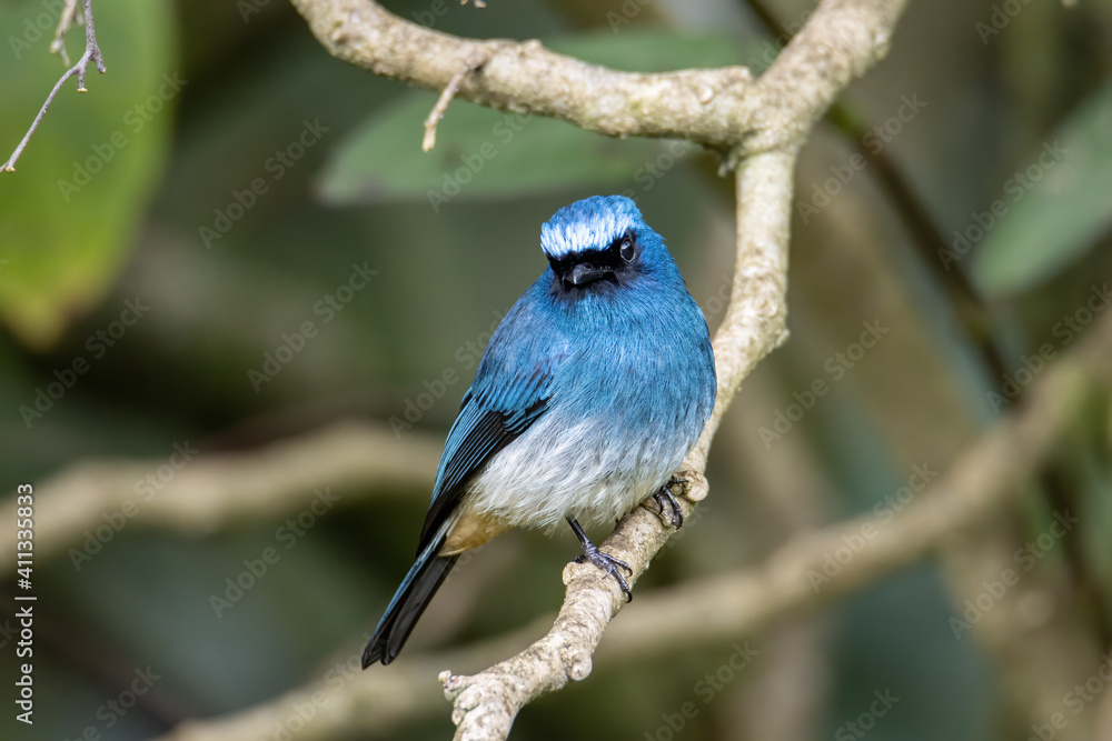 Nature wildlife image of beautiful bird rufous vented paradise flycatcher. Nature wildlife image of beautiful bird rufous vented paradise flycatcher.