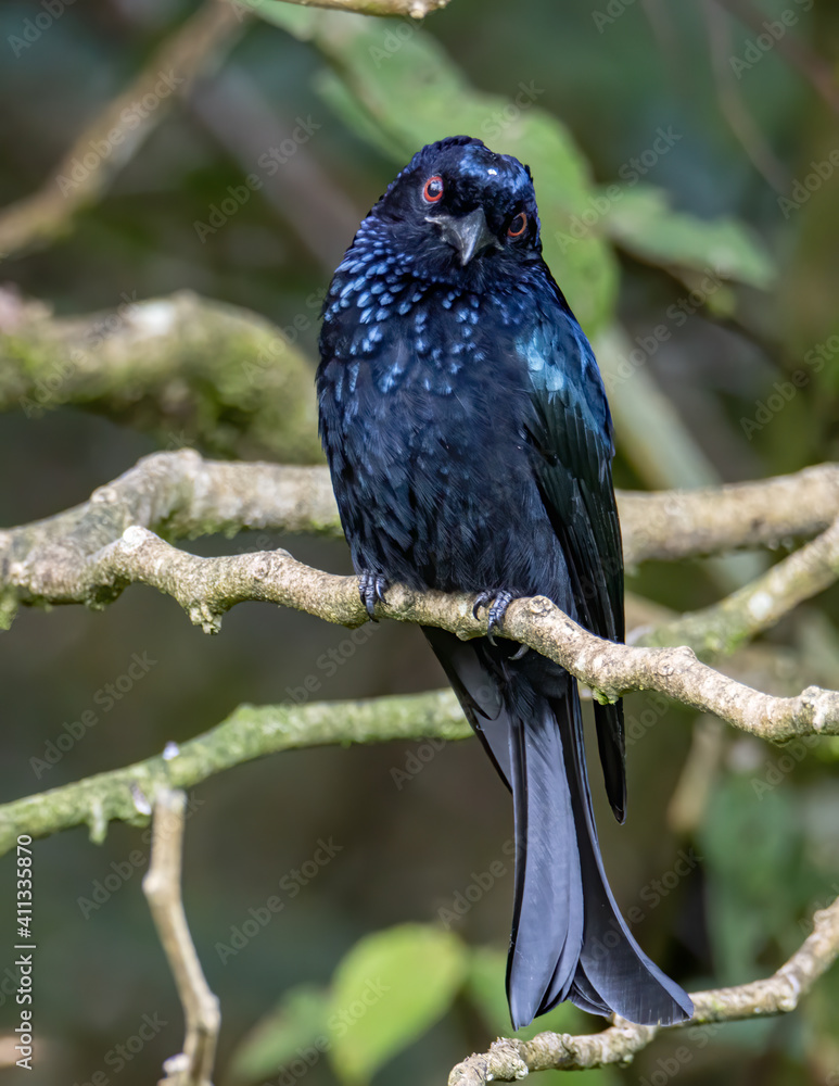 Obraz premium Bronze Drongo bird (Dicrurus aeneus) on perch on nature habitat