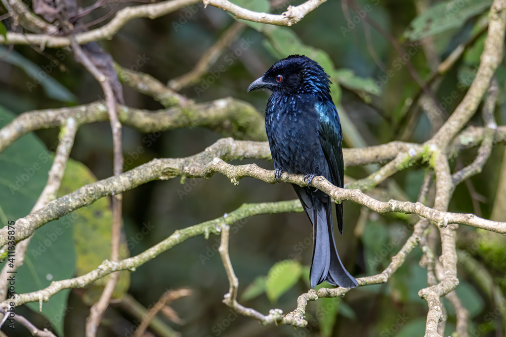 Bronze Drongo bird (Dicrurus aeneus) on perch on nature habitat Bronze Drongo bird (Dicrurus aeneus) on perch on nature habitat