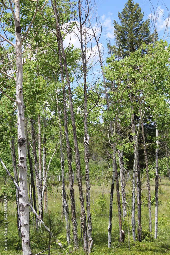 Fototapeta premium trees in the woods
