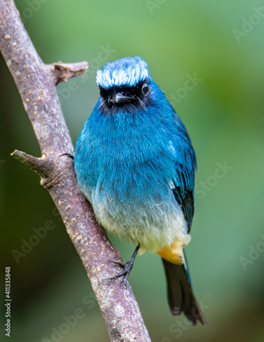 Nature wildlife image of beautiful bird rufous vented paradise flycatcher. photo