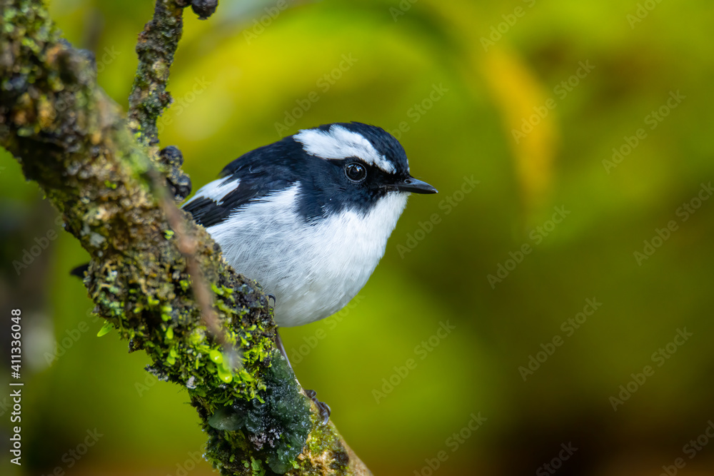Obraz premium Nature wildlife bird species of Little Pied Flycatcher on perched on a tree branch found in Borneo, Sabah,Malaysia with nature wildlife background