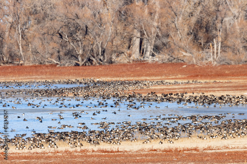 Flocks of Geese at Barr Lake