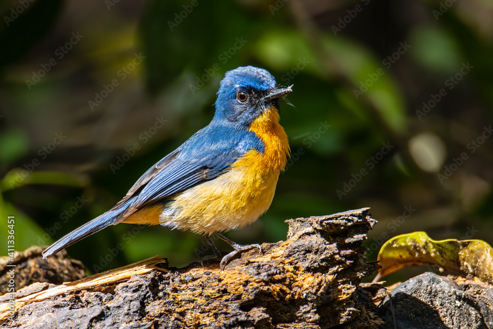 Fototapeta premium Beautiful bird of Mangrove Blue Flycatcher (Cyornis rufigastra) in Natural tropical Mangrove forest