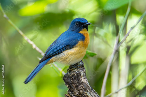 Beautiful bird of Mangrove Blue Flycatcher (Cyornis rufigastra) in Natural tropical Mangrove forest © alenthien