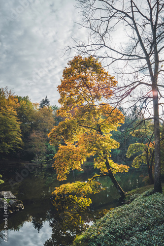 autumn in the forest