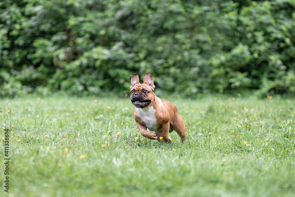 Young french bulldog dog is running and playing game Young french bulldog dog is running and playing game