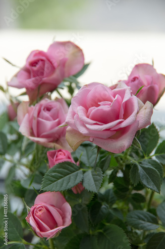 A potted pink miniature rose on the windowsill.