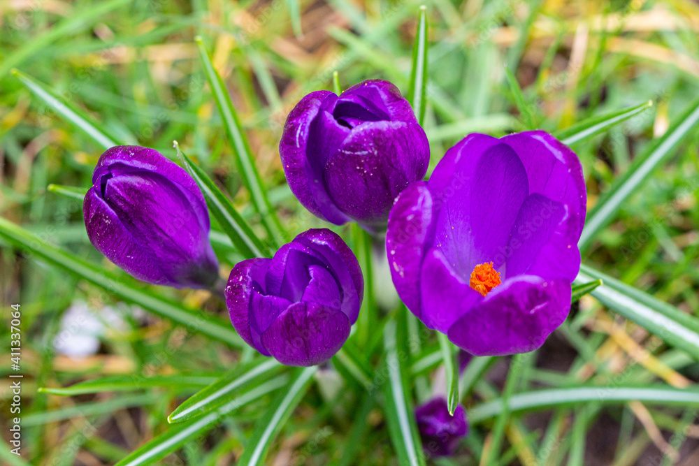 Beautiful Crocuses, one of the first spring flowers.