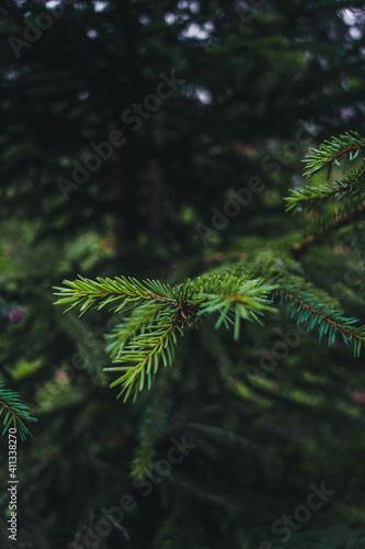 pine branches
