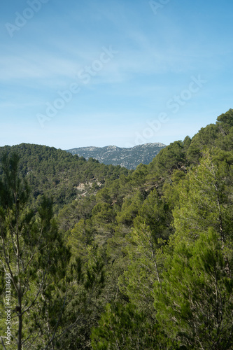 Woods in Mallorca.