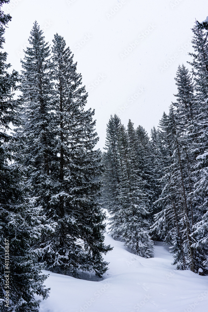 Snow covered fir trees with in Switzerland