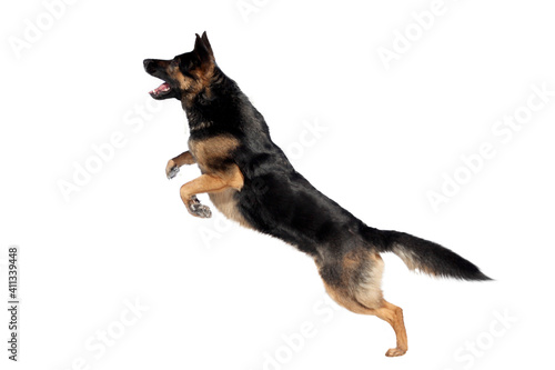deutscher Schäferhund im Sprung, freigestellt mit weißem Hintergrund