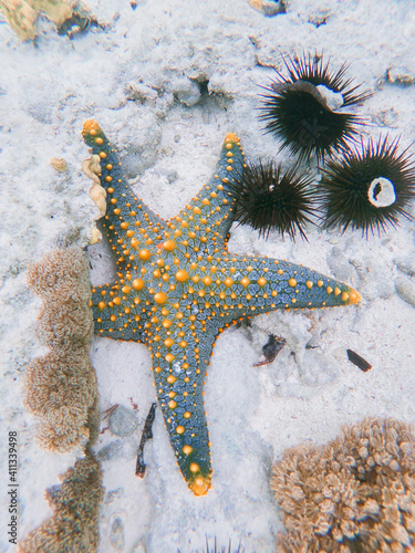 Starfish in Zanzibar 