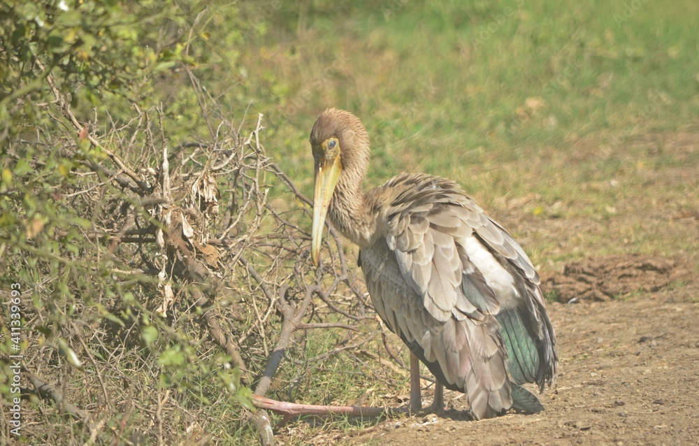 Fototapeta premium stork