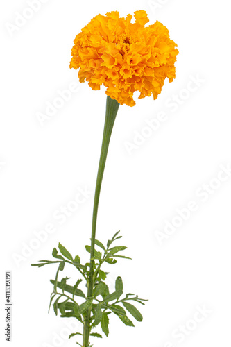 Marigold flowers (lat. Tagetes), isolated on white background