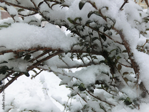 Branches in the snow © Olga V
