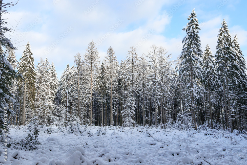 Fototapeta premium winter forest in the snow. Snow covered fir trees in the forest in an open area, bottom view, close-up.