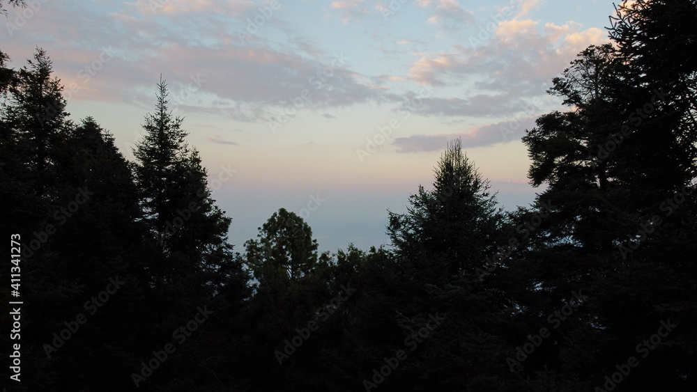 Fototapeta premium pinos