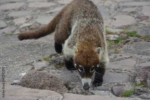 Tableau sur toile Coatí de frente