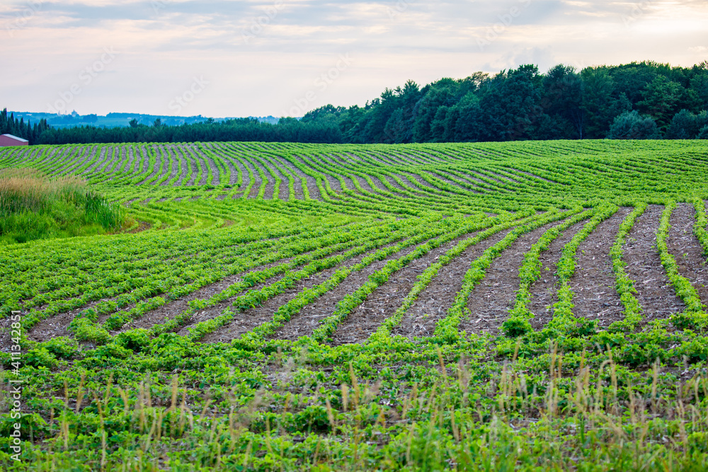 Rows of young soybeans in a Wisconsin farmfield