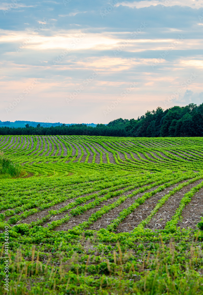 Rows of young soybeans in a Wisconsin farmfield