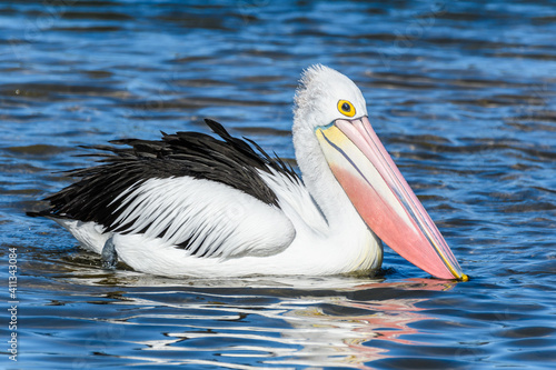 Pelican on the bay