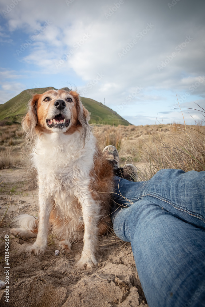 Portrait type shot of cute, fluffy red and white coated, Rough Collie type dog at a beach in Gisborne, New Zealand 