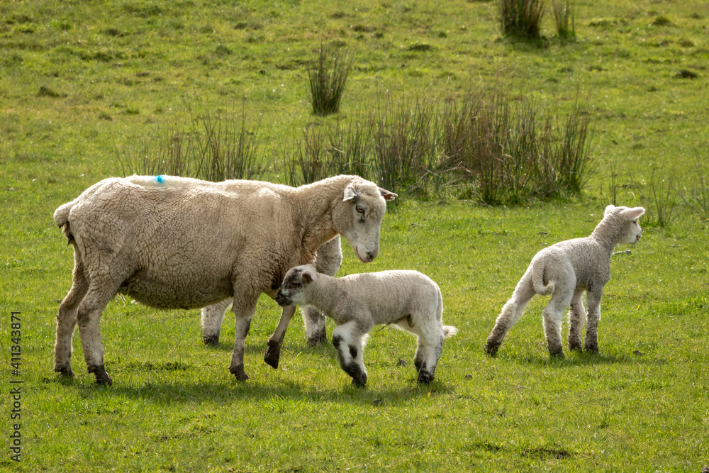 New Zealand sheep and lambs, Pouawa, near Gisborne, East Coast, North Island. New Zealand sheep and lambs, Pouawa, near Gisborne, East Coast, North Island.