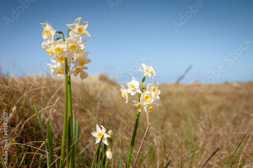 Spring Jonquil flowers growing wild among dune grasses 