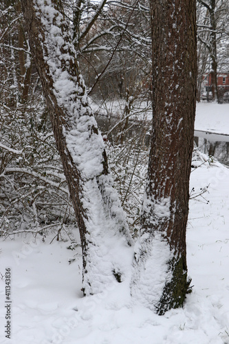 Baum, Baumstamm, Schnee, schneebedeckt, Winter, Stamm, Wald