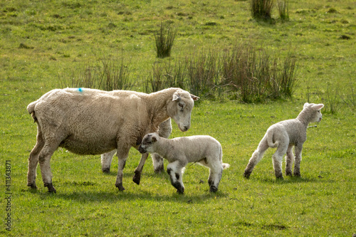 New Zealand sheep and lambs  Pouawa  near Gisborne  East Coast  North Island. 