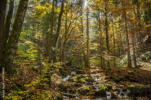 autumn leaves in forest in bavarian alps