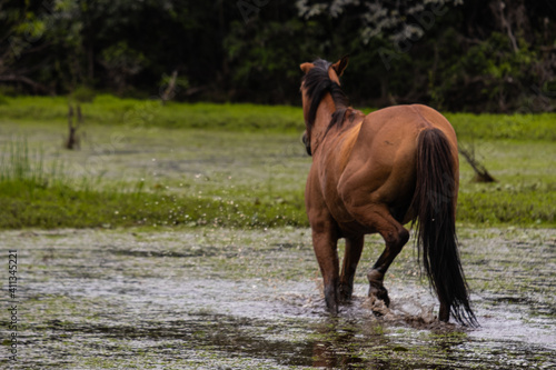 Cavalos pastando no Pantanal do Maribus