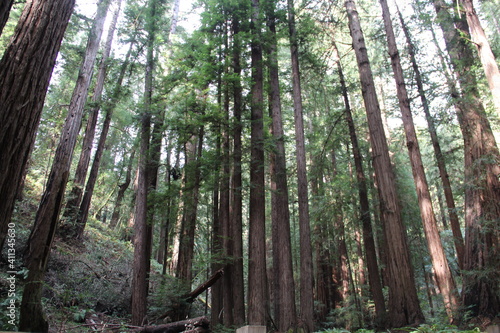 Tall redwood trees in Muir Woods National Monument  Marin  California.