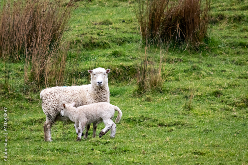 Sheep and lambs, in a paddock, Pouawa, near Gisborne, New Zealand Sheep and lambs, in a paddock, Pouawa, near Gisborne, New Zealand