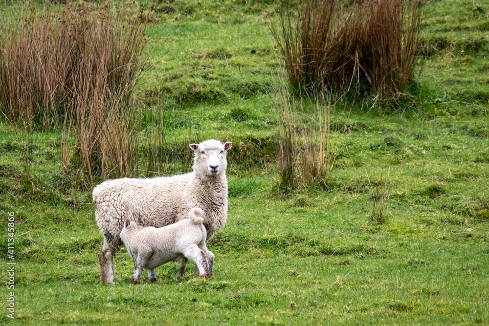 Sheep and lambs, in a paddock, Pouawa, near Gisborne, New Zealand Sheep and lambs, in a paddock, Pouawa, near Gisborne, New Zealand