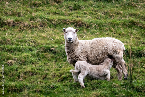 Sheep and lambs, in a paddock, Pouawa, near Gisborne, New Zealand