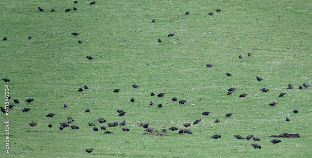 a field full of hungry starlings a field full of hungry starlings