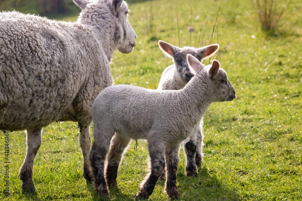 Sheep and lambs, in a paddock, Pouawa, near Gisborne, New Zealand Sheep and lambs, in a paddock, Pouawa, near Gisborne, New Zealand
