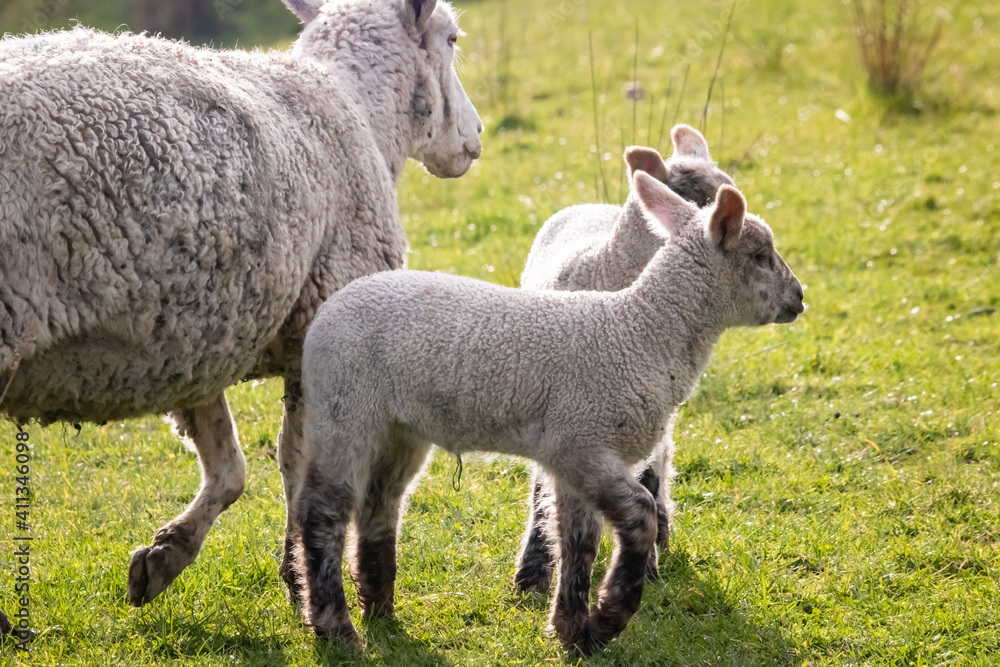 Sheep and lambs, in a paddock, Pouawa, near Gisborne, New Zealand