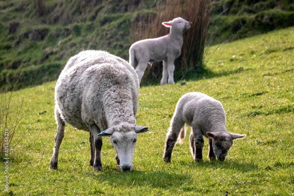 Sheep and lambs, in a paddock, Pouawa, near Gisborne, New Zealand Sheep and lambs, in a paddock, Pouawa, near Gisborne, New Zealand