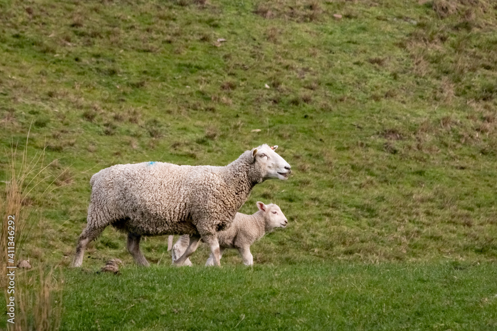Sheep and lambs, in a paddock, Pouawa, near Gisborne, New Zealand Sheep and lambs, in a paddock, Pouawa, near Gisborne, New Zealand