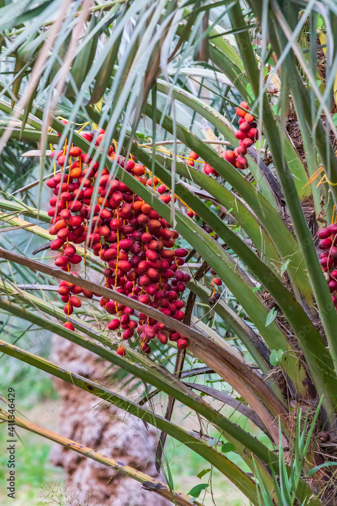 Fototapeta premium Dates on a date palm tree in Nizwa, Oman.