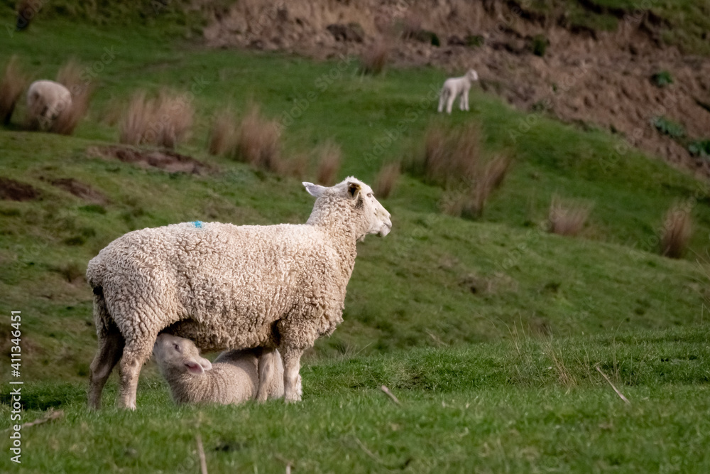 Sheep and lambs, in a paddock, Pouawa, near Gisborne, New Zealand