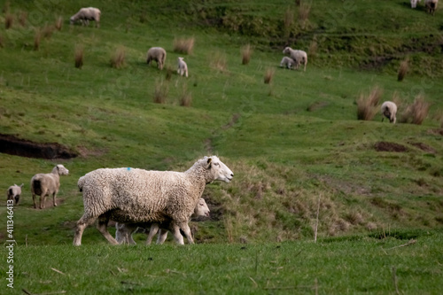 Sheep and lambs, in a paddock, Pouawa, near Gisborne, New Zealand