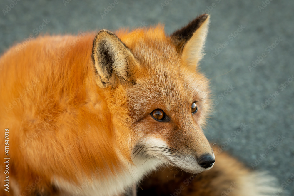 Obraz premium A cute young wild true red fox stands on all four paws attentively staring ahead as it hunts. It has a sharp piercing stare, orange soft fluffy fur and a long red tail with a white patch at the end.