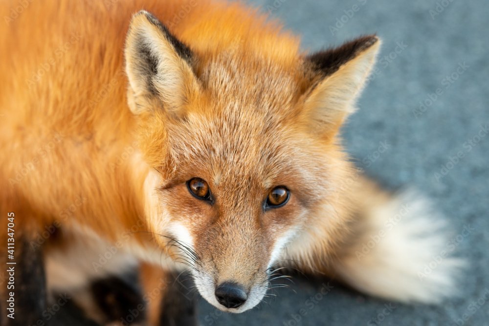 A cute young wild true red fox stands on all four paws attentively staring ahead as it hunts. It has a sharp piercing stare, orange soft fluffy fur and a long red tail with a white patch at the end. A cute young wild true red fox stands on all four paws attentively staring ahead as it hunts. It has a sharp piercing stare, orange soft fluffy fur and a long red tail with a white patch at the end.